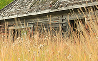 Tall Dry Grass Treated with Tree & Grass Formula