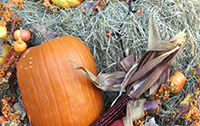 Hay and Dried Husk Treated with Hay & Corn Formula